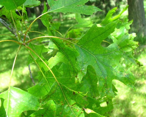 Black Oak  Quercus velutina Cranmer Earth Design Planting Plant Native Trees of Ontario Canada Tree for full part sun shade wet dry clay sand soil small flower blossom identification identify id fast growing grow feet top ten shallow tap root indigenous list demensions seed pod tolerant choices type climate Aurora Belleville Bowmanville Bracebridge  Brampton Brantford Burlington Cambridge Chatham Flamborough Fort Erie Forest Grandbend Georgetown Guelph Hamilton Hamilton Ingersoll Kitchener Leamington London Markham Milton Mississauga North York Oakville, Orangeville, Pelee Island Point Pelee Point Edward Richmond Hill Ridgetown Sarnia Simcoe St Thomas Toronto Stratford Wallaceburg Waterloo Windsor