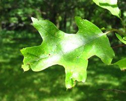 Black Oak  Quercus velutina Cranmer Earth Design Planting Plant Native Trees of Ontario Canada Tree for full part sun shade wet dry clay sand soil small flower blossom identification identify id fast growing grow feet top ten shallow tap root indigenous list demensions seed pod tolerant choices type climate Aurora Belleville Bowmanville Bracebridge  Brampton Brantford Burlington Cambridge Chatham Flamborough Fort Erie Forest Grandbend Georgetown Guelph Hamilton Hamilton Ingersoll Kitchener Leamington London Markham Milton Mississauga North York Oakville, Orangeville, Pelee Island Point Pelee Point Edward Richmond Hill Ridgetown Sarnia Simcoe St Thomas Toronto Stratford Wallaceburg Waterloo Windsor