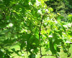 Black Oak  Quercus velutina Cranmer Earth Design Planting Plant Native Trees of Ontario Canada Tree for full part sun shade wet dry clay sand soil small flower blossom identification identify id fast growing grow feet top ten shallow tap root indigenous list demensions seed pod tolerant choices type climate Aurora Belleville Bowmanville Bracebridge  Brampton Brantford Burlington Cambridge Chatham Flamborough Fort Erie Forest Grandbend Georgetown Guelph Hamilton Hamilton Ingersoll Kitchener Leamington London Markham Milton Mississauga North York Oakville, Orangeville, Pelee Island Point Pelee Point Edward Richmond Hill Ridgetown Sarnia Simcoe St Thomas Toronto Stratford Wallaceburg Waterloo Windsor