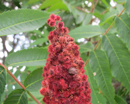 Staghorn Sumac Rhus typhina Cranmer Earth Design Planting Plant Native Trees of Ontario Canada Tree for full part sun shade wet dry clay sand soil small flower blossom identification identify id fast growing grow feet top ten shallow tap root indigenous list demensions seed pod tolerant choices type climate Aurora Belleville Bowmanville Bracebridge  Brampton Brantford Burlington Cambridge Chatham Flamborough Fort Erie Forest Grandbend Georgetown Guelph Hamilton Hamilton Ingersoll Kitchener Leamington London Markham Milton Mississauga North York Oakville, Orangeville, Pelee Island Point Pelee Point Edward Richmond Hill Ridgetown Sarnia Simcoe St Thomas Toronto Stratford Wallaceburg Waterloo Windsor