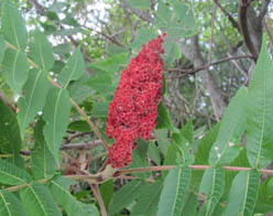 Staghorn Sumac Rhus typhina Cranmer Earth Design Planting Plant Native Trees of Ontario Canada Tree for full part sun shade wet dry clay sand soil small flower blossom identification identify id fast growing grow feet top ten shallow tap root indigenous list demensions seed pod tolerant choices type climate Aurora Belleville Bowmanville Bracebridge  Brampton Brantford Burlington Cambridge Chatham Flamborough Fort Erie Forest Grandbend Georgetown Guelph Hamilton Hamilton Ingersoll Kitchener Leamington London Markham Milton Mississauga North York Oakville, Orangeville, Pelee Island Point Pelee Point Edward Richmond Hill Ridgetown Sarnia Simcoe St Thomas Toronto Stratford Wallaceburg Waterloo Windsor