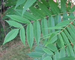 Staghorn Sumac Rhus typhina Cranmer Earth Design Planting Plant Native Trees of Ontario Canada Tree for full part sun shade wet dry clay sand soil small flower blossom identification identify id fast growing grow feet top ten shallow tap root indigenous list demensions seed pod tolerant choices type climate Aurora Belleville Bowmanville Bracebridge  Brampton Brantford Burlington Cambridge Chatham Flamborough Fort Erie Forest Grandbend Georgetown Guelph Hamilton Hamilton Ingersoll Kitchener Leamington London Markham Milton Mississauga North York Oakville, Orangeville, Pelee Island Point Pelee Point Edward Richmond Hill Ridgetown Sarnia Simcoe St Thomas Toronto Stratford Wallaceburg Waterloo Windsor