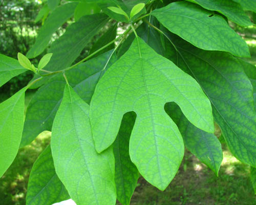 Sassafras Tree Sassafras albidum Cranmer Earth Design Planting Plant Native Trees of Ontario Canada Tree for full part sun shade wet dry clay sand soil small flower blossom identification identify id fast growing grow feet top ten shallow tap root indigenous list demensions seed pod tolerant choices type climate Aurora Belleville Bowmanville Bracebridge  Brampton Brantford Burlington Cambridge Chatham Flamborough Fort Erie Forest Grandbend Georgetown Guelph Hamilton Hamilton Ingersoll Kitchener Leamington London Markham Milton Mississauga North York Oakville, Orangeville, Pelee Island Point Pelee Point Edward Richmond Hill Ridgetown Sarnia Simcoe St Thomas Toronto Stratford Wallaceburg Waterloo Windsor