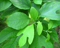 Sassafras Tree Sassafras albidum Cranmer Earth Design Planting Plant Native Trees of Ontario Canada Tree for full part sun shade wet dry clay sand soil small flower blossom identification identify id fast growing grow feet top ten shallow tap root indigenous list demensions seed pod tolerant choices type climate Aurora Belleville Bowmanville Bracebridge  Brampton Brantford Burlington Cambridge Chatham Flamborough Fort Erie Forest Grandbend Georgetown Guelph Hamilton Hamilton Ingersoll Kitchener Leamington London Markham Milton Mississauga North York Oakville, Orangeville, Pelee Island Point Pelee Point Edward Richmond Hill Ridgetown Sarnia Simcoe St Thomas Toronto Stratford Wallaceburg Waterloo Windsor