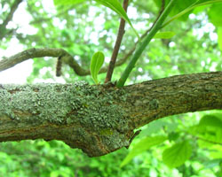 Sassafras Tree Sassafras albidum Cranmer Earth Design Planting Plant Native Trees of Ontario Canada Tree for full part sun shade wet dry clay sand soil small flower blossom identification identify id fast growing grow feet top ten shallow tap root indigenous list demensions seed pod tolerant choices type climate Aurora Belleville Bowmanville Bracebridge  Brampton Brantford Burlington Cambridge Chatham Flamborough Fort Erie Forest Grandbend Georgetown Guelph Hamilton Hamilton Ingersoll Kitchener Leamington London Markham Milton Mississauga North York Oakville, Orangeville, Pelee Island Point Pelee Point Edward Richmond Hill Ridgetown Sarnia Simcoe St Thomas Toronto Stratford Wallaceburg Waterloo Windsor