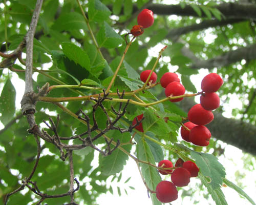 Showy Mountain Ash Sorbus decora Cranmer Earth Design Planting Plant Native Trees of Ontario Canada Tree for full part sun shade wet dry clay sand soil small flower blossom identification identify id fast growing grow feet top ten shallow tap root indigenous list demensions seed pod tolerant choices type climate Aurora Belleville Bowmanville Bracebridge  Brampton Brantford Burlington Cambridge Chatham Flamborough Fort Erie Forest Grandbend Georgetown Guelph Hamilton Hamilton Ingersoll Kitchener Leamington London Markham Milton Mississauga North York Oakville, Orangeville, Pelee Island Point Pelee Point Edward Richmond Hill Ridgetown Sarnia Simcoe St Thomas Toronto Stratford Wallaceburg Waterloo Windsor