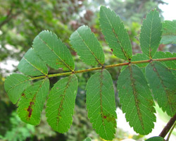 Showy Mountain Ash Sorbus decora Cranmer Earth Design Planting Plant Native Trees of Ontario Canada Tree for full part sun shade wet dry clay sand soil small flower blossom identification identify id fast growing grow feet top ten shallow tap root indigenous list demensions seed pod tolerant choices type climate Aurora Belleville Bowmanville Bracebridge  Brampton Brantford Burlington Cambridge Chatham Flamborough Fort Erie Forest Grandbend Georgetown Guelph Hamilton Hamilton Ingersoll Kitchener Leamington London Markham Milton Mississauga North York Oakville, Orangeville, Pelee Island Point Pelee Point Edward Richmond Hill Ridgetown Sarnia Simcoe St Thomas Toronto Stratford Wallaceburg Waterloo Windsor