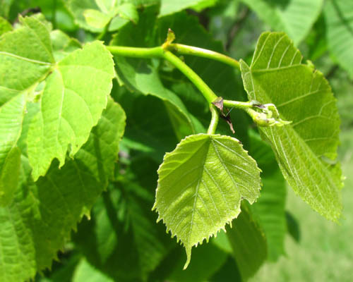 American Basswood Tilia americana Cranmer Earth Design Planting Plant Native Trees of Ontario Canada Tree for full part sun shade wet dry clay sand soil small flower blossom identification identify id fast growing grow feet top ten shallow tap root indigenous list demensions seed pod tolerant choices type climate Aurora Belleville Bowmanville Bracebridge  Brampton Brantford Burlington Cambridge Chatham Flamborough Fort Erie Forest Grandbend Georgetown Guelph Hamilton Hamilton Ingersoll Kitchener Leamington London Markham Milton Mississauga North York Oakville, Orangeville, Pelee Island Point Pelee Point Edward Richmond Hill Ridgetown Sarnia Simcoe St Thomas Toronto Stratford Wallaceburg Waterloo Windsor