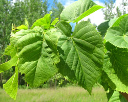 American Basswood Tilia americana Cranmer Earth Design Planting Plant Native Trees of Ontario Canada Tree for full part sun shade wet dry clay sand soil small flower blossom identification identify id fast growing grow feet top ten shallow tap root indigenous list demensions seed pod tolerant choices type climate Aurora Belleville Bowmanville Bracebridge  Brampton Brantford Burlington Cambridge Chatham Flamborough Fort Erie Forest Grandbend Georgetown Guelph Hamilton Hamilton Ingersoll Kitchener Leamington London Markham Milton Mississauga North York Oakville, Orangeville, Pelee Island Point Pelee Point Edward Richmond Hill Ridgetown Sarnia Simcoe St Thomas Toronto Stratford Wallaceburg Waterloo Windsor