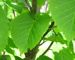 American Basswood Tilia americana Cranmer Earth Design Planting Plant Native Trees of Ontario Canada Tree for full part sun shade wet dry clay sand soil small flower blossom identification identify id fast growing grow feet top ten shallow tap root indigenous list demensions seed pod tolerant choices type climate Aurora Belleville Bowmanville Bracebridge  Brampton Brantford Burlington Cambridge Chatham Flamborough Fort Erie Forest Grandbend Georgetown Guelph Hamilton Hamilton Ingersoll Kitchener Leamington London Markham Milton Mississauga North York Oakville, Orangeville, Pelee Island Point Pelee Point Edward Richmond Hill Ridgetown Sarnia Simcoe St Thomas Toronto Stratford Wallaceburg Waterloo Windsor