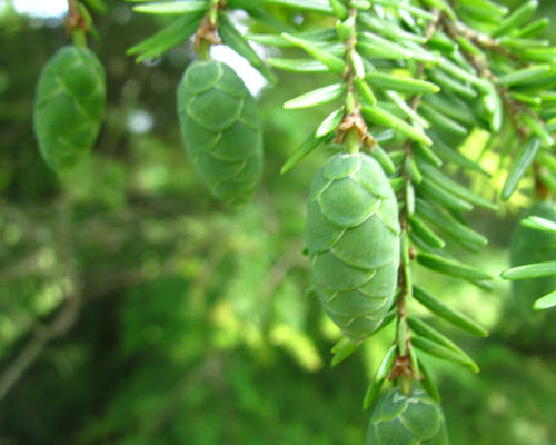 Eastern Hemlock Tsuga canadensis Cranmer Earth Design Planting Plant Native Trees of Ontario Canada Tree for full part sun shade wet dry clay sand soil small flower blossom identification identify id fast growing grow feet top ten shallow tap root indigenous list demensions seed pod tolerant choices type climate Aurora Belleville Bowmanville Bracebridge  Brampton Brantford Burlington Cambridge Chatham Flamborough Fort Erie Forest Grandbend Georgetown Guelph Hamilton Hamilton Ingersoll Kitchener Leamington London Markham Milton Mississauga North York Oakville, Orangeville, Pelee Island Point Pelee Point Edward Richmond Hill Ridgetown Sarnia Simcoe St Thomas Toronto Stratford Wallaceburg Waterloo Windsor