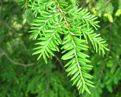 Eastern Hemlock Tsuga canadensis Cranmer Earth Design Planting Plant Native Trees of Ontario Canada Tree for full part sun shade wet dry clay sand soil small flower blossom identification identify id fast growing grow feet top ten shallow tap root indigenous list demensions seed pod tolerant choices type climate Aurora Belleville Bowmanville Bracebridge  Brampton Brantford Burlington Cambridge Chatham Flamborough Fort Erie Forest Grandbend Georgetown Guelph Hamilton Hamilton Ingersoll Kitchener Leamington London Markham Milton Mississauga North York Oakville, Orangeville, Pelee Island Point Pelee Point Edward Richmond Hill Ridgetown Sarnia Simcoe St Thomas Toronto Stratford Wallaceburg Waterloo Windsor