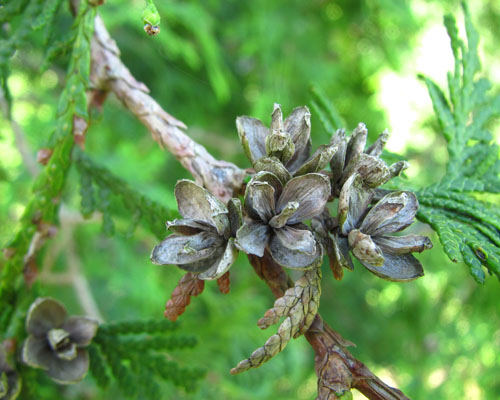 Eastern White Cedar Thuja occidentalis Cranmer Earth Design Planting Plant Native Trees of Ontario Canada Tree for full part sun shade wet dry clay sand soil small flower blossom identification identify id fast growing grow feet top ten shallow tap root indigenous list demensions seed pod tolerant choices type climate Aurora Belleville Bowmanville Bracebridge  Brampton Brantford Burlington Cambridge Chatham Flamborough Fort Erie Forest Grandbend Georgetown Guelph Hamilton Hamilton Ingersoll Kitchener Leamington London Markham Milton Mississauga North York Oakville, Orangeville, Pelee Island Point Pelee Point Edward Richmond Hill Ridgetown Sarnia Simcoe St Thomas Toronto Stratford Wallaceburg Waterloo Windsor