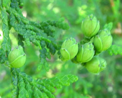 Eastern White Cedar Thuja occidentalis Cranmer Earth Design Planting Plant Native Trees of Ontario Canada Tree for full part sun shade wet dry clay sand soil small flower blossom identification identify id fast growing grow feet top ten shallow tap root indigenous list demensions seed pod tolerant choices type climate Aurora Belleville Bowmanville Bracebridge  Brampton Brantford Burlington Cambridge Chatham Flamborough Fort Erie Forest Grandbend Georgetown Guelph Hamilton Hamilton Ingersoll Kitchener Leamington London Markham Milton Mississauga North York Oakville, Orangeville, Pelee Island Point Pelee Point Edward Richmond Hill Ridgetown Sarnia Simcoe St Thomas Toronto Stratford Wallaceburg Waterloo Windsor