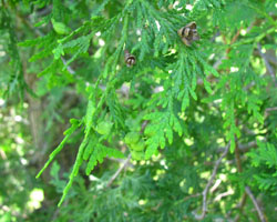 Eastern White Cedar Thuja occidentalis Cranmer Earth Design Planting Plant Native Trees of Ontario Canada Tree for full part sun shade wet dry clay sand soil small flower blossom identification identify id fast growing grow feet top ten shallow tap root indigenous list demensions seed pod tolerant choices type climate Aurora Belleville Bowmanville Bracebridge  Brampton Brantford Burlington Cambridge Chatham Flamborough Fort Erie Forest Grandbend Georgetown Guelph Hamilton Hamilton Ingersoll Kitchener Leamington London Markham Milton Mississauga North York Oakville, Orangeville, Pelee Island Point Pelee Point Edward Richmond Hill Ridgetown Sarnia Simcoe St Thomas Toronto Stratford Wallaceburg Waterloo Windsor