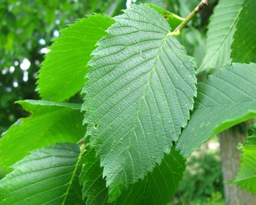 White Elm  Ulmus americana Cranmer Earth Design Planting Plant Native Trees of Ontario Canada Tree for full part sun shade wet dry clay sand soil small flower blossom identification identify id fast growing grow feet top ten shallow tap root indigenous list demensions seed pod tolerant choices type climate Aurora Belleville Bowmanville Bracebridge  Brampton Brantford Burlington Cambridge Chatham Flamborough Fort Erie Forest Grandbend Georgetown Guelph Hamilton Hamilton Ingersoll Kitchener Leamington London Markham Milton Mississauga North York Oakville, Orangeville, Pelee Island Point Pelee Point Edward Richmond Hill Ridgetown Sarnia Simcoe St Thomas Toronto Stratford Wallaceburg Waterloo Windsor