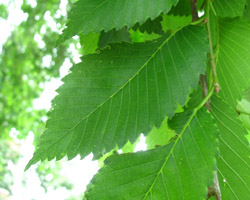 White Elm  Ulmus americana Cranmer Earth Design Planting Plant Native Trees of Ontario Canada Tree for full part sun shade wet dry clay sand soil small flower blossom identification identify id fast growing grow feet top ten shallow tap root indigenous list demensions seed pod tolerant choices type climate Aurora Belleville Bowmanville Bracebridge  Brampton Brantford Burlington Cambridge Chatham Flamborough Fort Erie Forest Grandbend Georgetown Guelph Hamilton Hamilton Ingersoll Kitchener Leamington London Markham Milton Mississauga North York Oakville, Orangeville, Pelee Island Point Pelee Point Edward Richmond Hill Ridgetown Sarnia Simcoe St Thomas Toronto Stratford Wallaceburg Waterloo Windsor