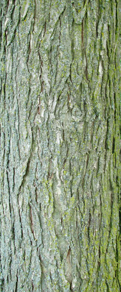 White Elm  Ulmus americana Cranmer Earth Design Planting Plant Native Trees of Ontario Canada Tree for full part sun shade wet dry clay sand soil small flower blossom identification identify id fast growing grow feet top ten shallow tap root indigenous list demensions seed pod tolerant choices type climate Aurora Belleville Bowmanville Bracebridge  Brampton Brantford Burlington Cambridge Chatham Flamborough Fort Erie Forest Grandbend Georgetown Guelph Hamilton Hamilton Ingersoll Kitchener Leamington London Markham Milton Mississauga North York Oakville, Orangeville, Pelee Island Point Pelee Point Edward Richmond Hill Ridgetown Sarnia Simcoe St Thomas Toronto Stratford Wallaceburg Waterloo Windsor