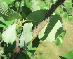 Rock Elm Ulmus thomasil Cranmer Earth Design Planting Plant Native Trees of Ontario Canada Tree for full part sun shade wet dry clay sand soil small flower blossom identification identify id fast growing grow feet top ten shallow tap root indigenous list demensions seed pod tolerant choices type climate Aurora Belleville Bowmanville Bracebridge  Brampton Brantford Burlington Cambridge Chatham Flamborough Fort Erie Forest Grandbend Georgetown Guelph Hamilton Hamilton Ingersoll Kitchener Leamington London Markham Milton Mississauga North York Oakville, Orangeville, Pelee Island Point Pelee Point Edward Richmond Hill Ridgetown Sarnia Simcoe St Thomas Toronto Stratford Wallaceburg Waterloo Windsor