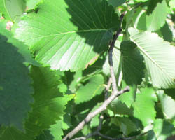 Rock Elm Ulmus thomasil Cranmer Earth Design Planting Plant Native Trees of Ontario Canada Tree for full part sun shade wet dry clay sand soil small flower blossom identification identify id fast growing grow feet top ten shallow tap root indigenous list demensions seed pod tolerant choices type climate Aurora Belleville Bowmanville Bracebridge  Brampton Brantford Burlington Cambridge Chatham Flamborough Fort Erie Forest Grandbend Georgetown Guelph Hamilton Hamilton Ingersoll Kitchener Leamington London Markham Milton Mississauga North York Oakville, Orangeville, Pelee Island Point Pelee Point Edward Richmond Hill Ridgetown Sarnia Simcoe St Thomas Toronto Stratford Wallaceburg Waterloo Windsor