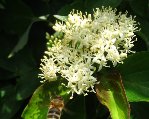 Sweet Viburnum Viburnum lentago Cranmer Earth Design Planting Plant Native Trees of Ontario Canada Tree for full part sun shade wet dry clay sand soil small flower blossom identification identify id fast growing grow feet top ten shallow tap root indigenous list demensions seed pod tolerant choices type climate Aurora Belleville Bowmanville Bracebridge  Brampton Brantford Burlington Cambridge Chatham Flamborough Fort Erie Forest Grandbend Georgetown Guelph Hamilton Hamilton Ingersoll Kitchener Leamington London Markham Milton Mississauga North York Oakville, Orangeville, Pelee Island Point Pelee Point Edward Richmond Hill Ridgetown Sarnia Simcoe St Thomas Toronto Stratford Wallaceburg Waterloo Windsor