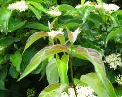 Sweet Viburnum Viburnum lentago Cranmer Earth Design Planting Plant Native Trees of Ontario Canada Tree for full part sun shade wet dry clay sand soil small flower blossom identification identify id fast growing grow feet top ten shallow tap root indigenous list demensions seed pod tolerant choices type climate Aurora Belleville Bowmanville Bracebridge  Brampton Brantford Burlington Cambridge Chatham Flamborough Fort Erie Forest Grandbend Georgetown Guelph Hamilton Hamilton Ingersoll Kitchener Leamington London Markham Milton Mississauga North York Oakville, Orangeville, Pelee Island Point Pelee Point Edward Richmond Hill Ridgetown Sarnia Simcoe St Thomas Toronto Stratford Wallaceburg Waterloo Windsor