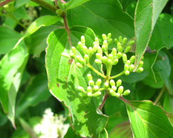 Sweet Viburnum Viburnum lentago Cranmer Earth Design Planting Plant Native Trees of Ontario Canada Tree for full part sun shade wet dry clay sand soil small flower blossom identification identify id fast growing grow feet top ten shallow tap root indigenous list demensions seed pod tolerant choices type climate Aurora Belleville Bowmanville Bracebridge  Brampton Brantford Burlington Cambridge Chatham Flamborough Fort Erie Forest Grandbend Georgetown Guelph Hamilton Hamilton Ingersoll Kitchener Leamington London Markham Milton Mississauga North York Oakville, Orangeville, Pelee Island Point Pelee Point Edward Richmond Hill Ridgetown Sarnia Simcoe St Thomas Toronto Stratford Wallaceburg Waterloo Windsor