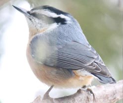 Red-breasted Nuthatch