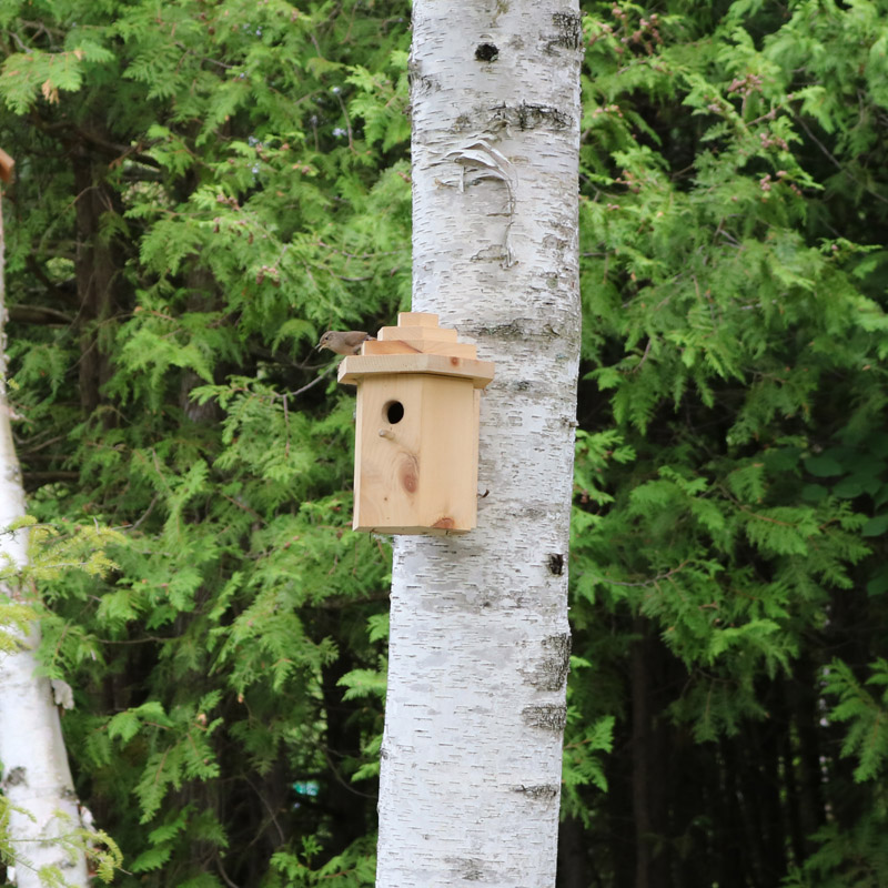 Bird Pictures