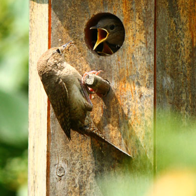 Bird Pictures