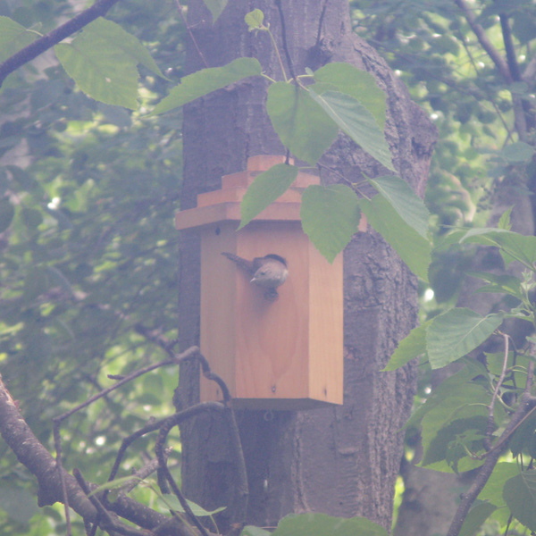 Bird Pictures