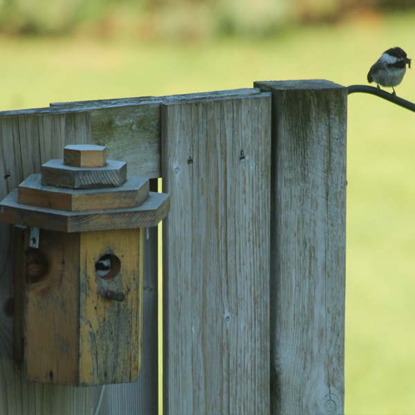 Bird Pictures