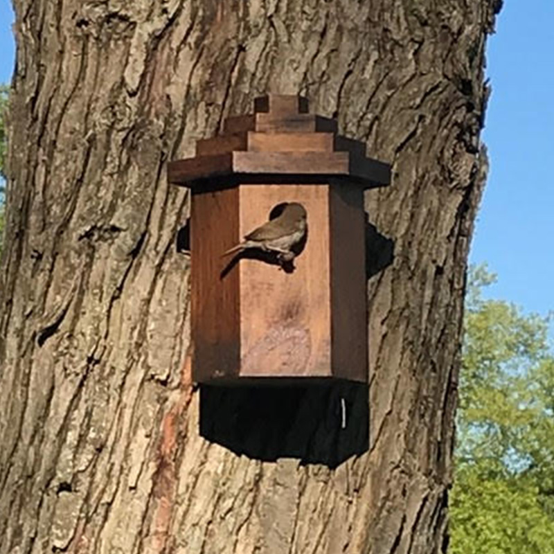 Wren building nest