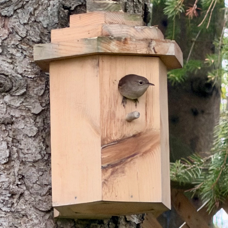 Bird Pictures