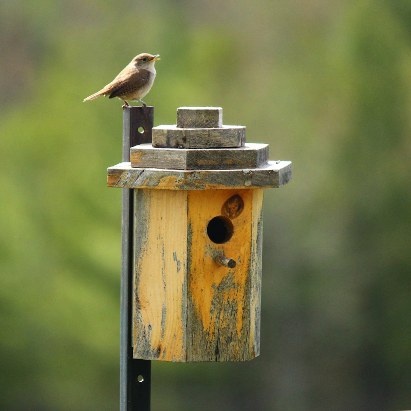 Bird Pictures