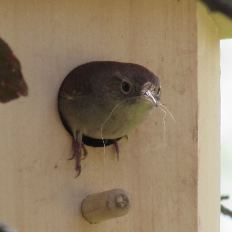 Wren building nest