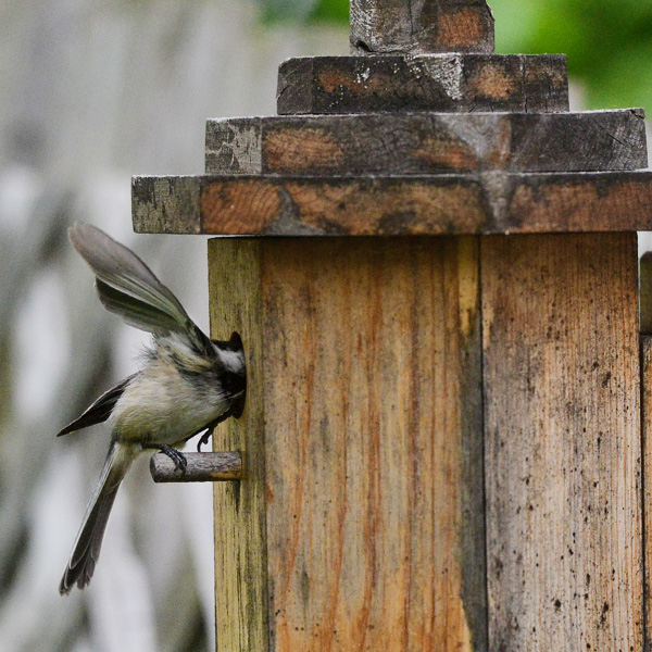 Bird Pictures