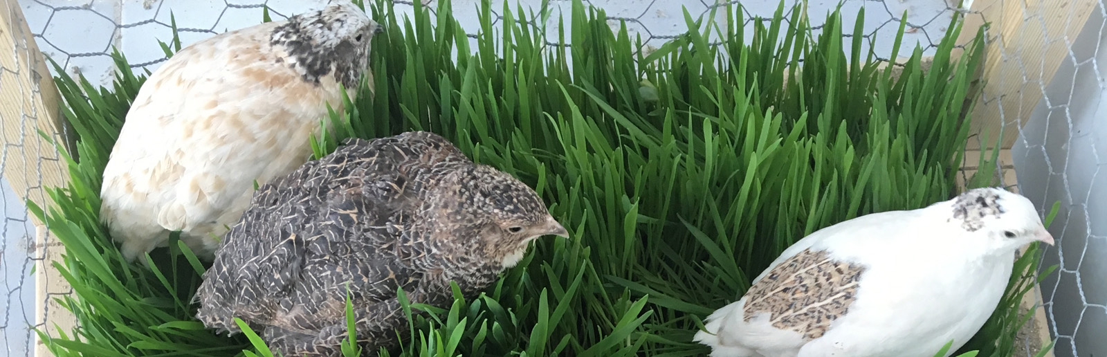 Coturnix coturnix, quail for sale in Ontario