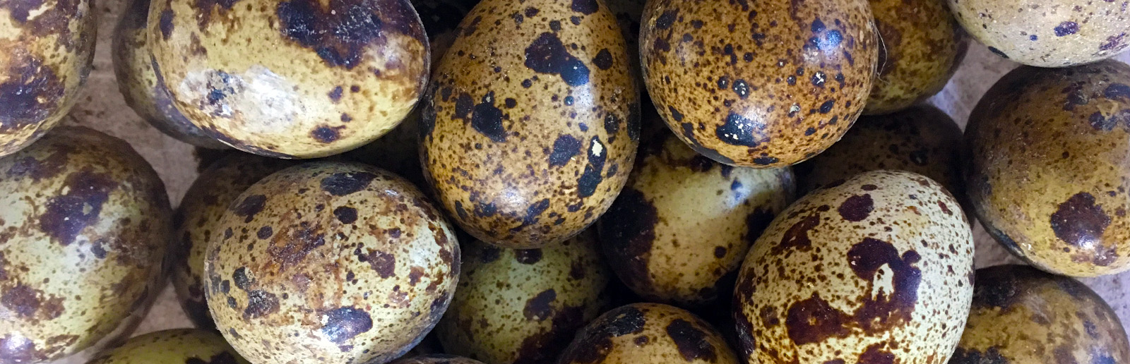 Free-run quail that lay eggs and make great pets
