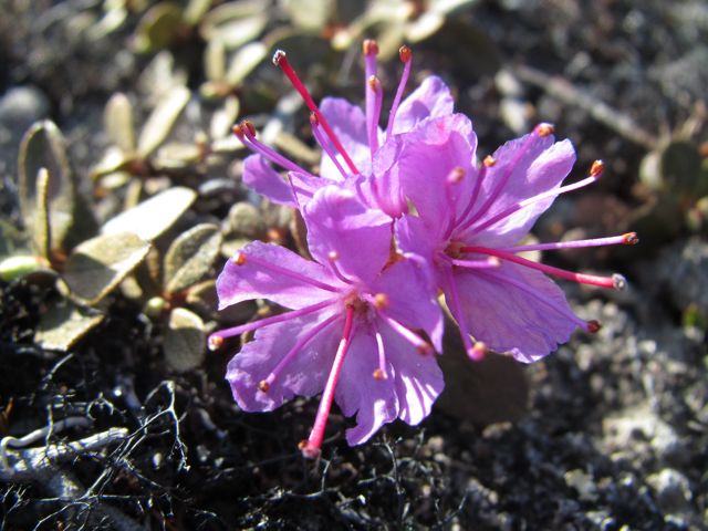 Lapland Rosebay