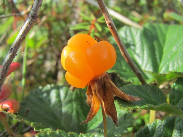 Rubus chamaemorus