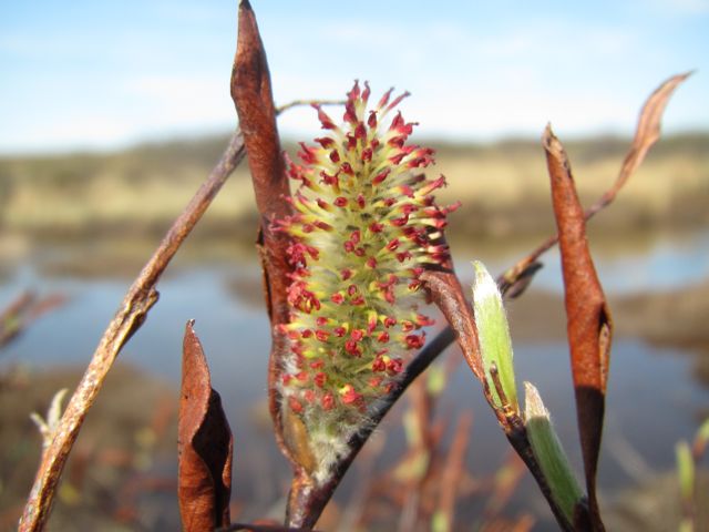 Salix planifolia