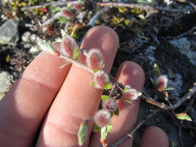 Tea-leafed Willow