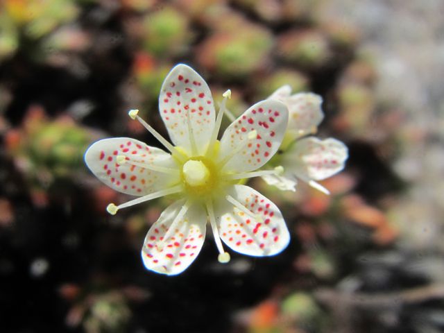 Spotted Saxifrage