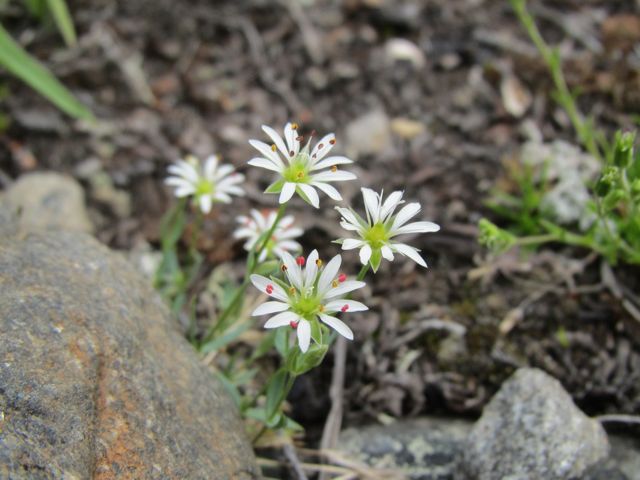 Long-stalked Chickweed