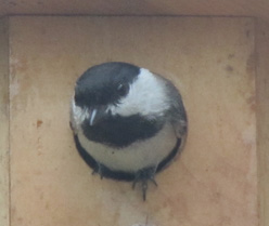 Black-capped chickadee in Hexgonal Birdhouse built by Cranmer Earth Design in Guelph, Ontario, Canada.