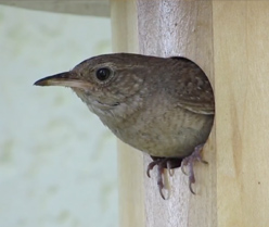 House Wren in Turned Birdhouse built by Cranmer Earth Design in Guelph, Ontario, Canada.