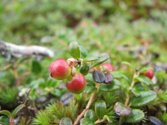 Vaccinium oxycoccus