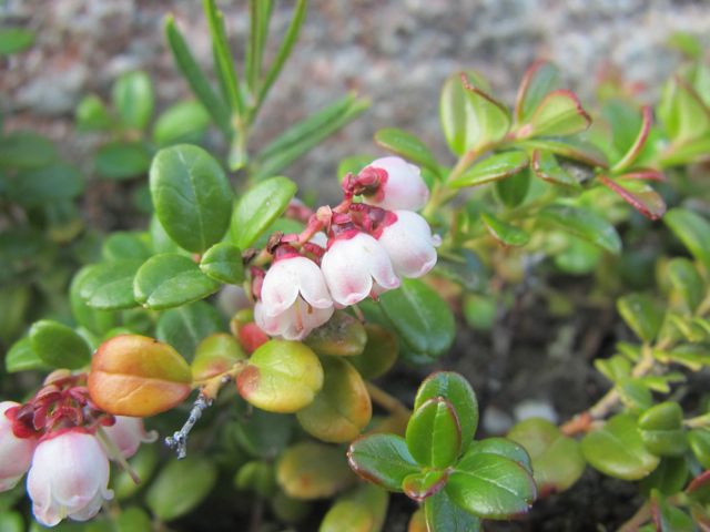 Bog Blueberry