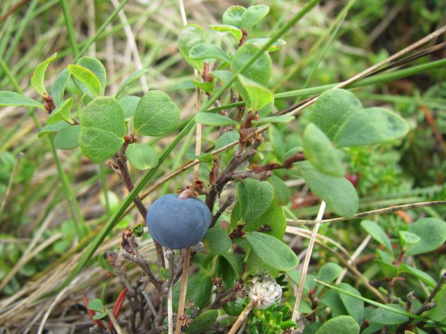 Bog Blueberry